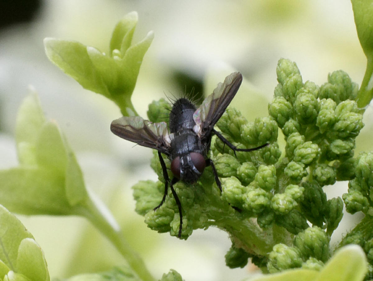 mosca nera da identificare